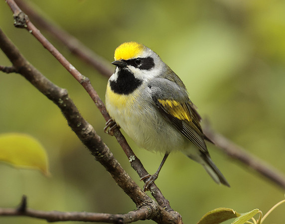 Golden-winged Warbler Vermivora chrysoptera