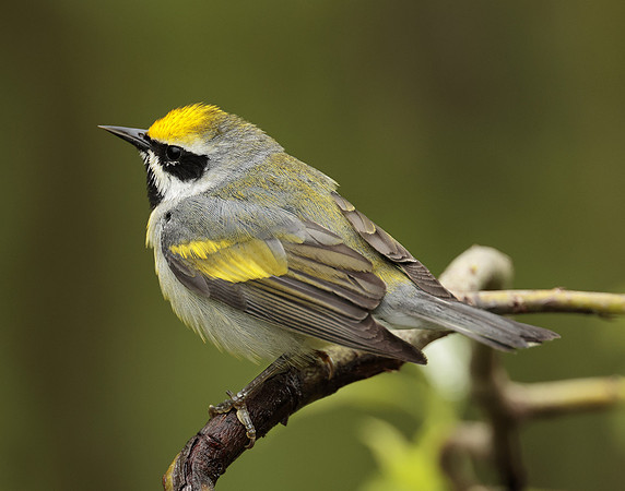 Golden-winged Warbler Vermivora chrysoptera