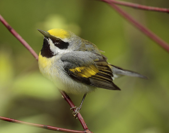 Golden-winged Warbler Vermivora chrysoptera