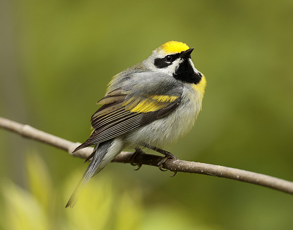 Golden-winged Warbler Vermivora chrysoptera