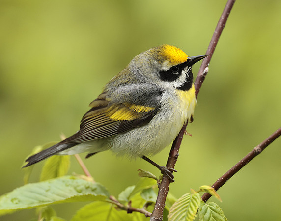 Golden-winged Warbler Vermivora chrysoptera