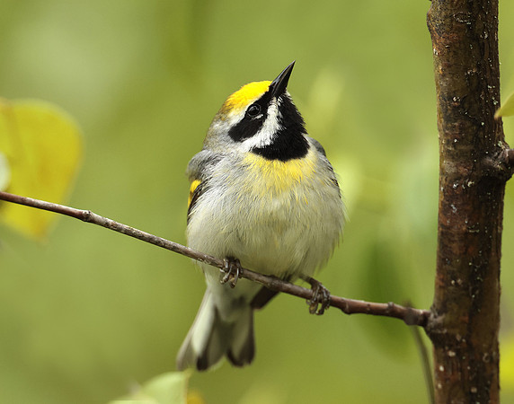 Golden-winged Warbler Vermivora chrysoptera