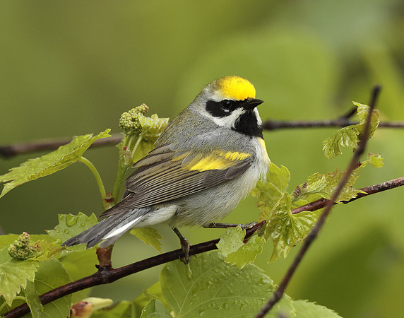 Golden-winged Warbler Vermivora chrysoptera