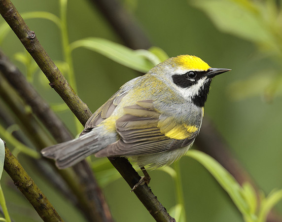 Golden-winged Warbler Vermivora chrysoptera