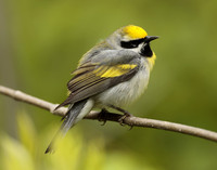 Golden-winged Warbler Vermivora chrysoptera