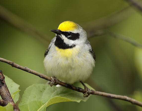 Golden-winged Warbler Vermivora chrysoptera