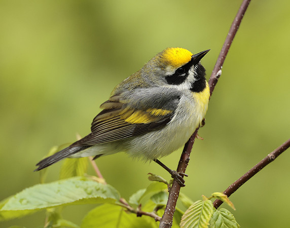 Golden-winged Warbler Vermivora chrysoptera