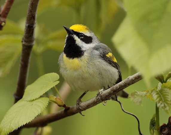 Golden-winged Warbler Vermivora chrysoptera