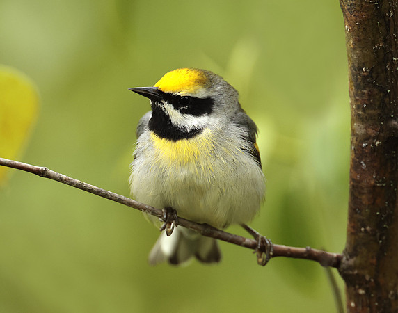 Golden-winged Warbler Vermivora chrysoptera