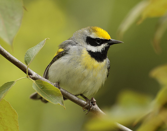 Golden-winged Warbler Vermivora chrysoptera