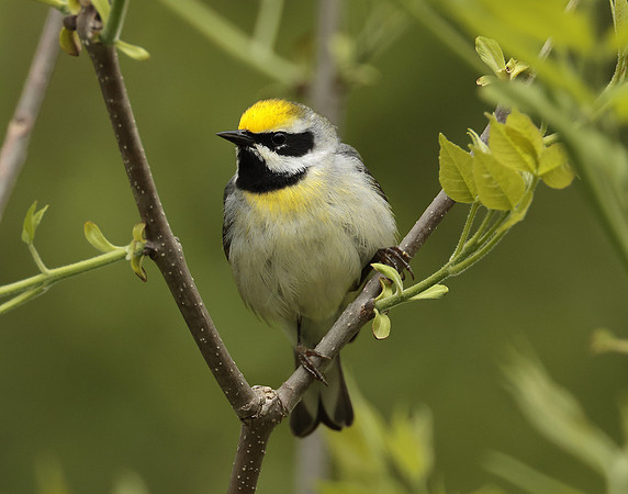 Golden-winged Warbler Vermivora chrysoptera