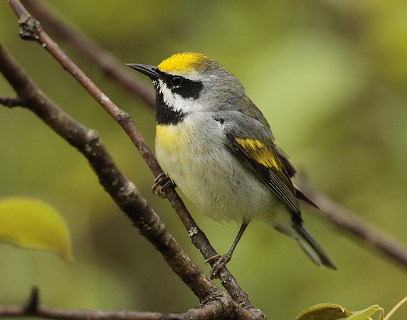 Golden-winged Warbler Vermivora chrysoptera