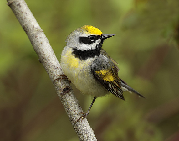 Golden-winged Warbler Vermivora chrysoptera