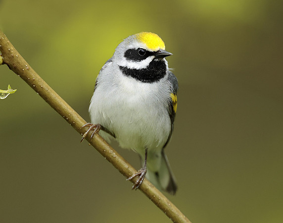 Golden-winged Warbler Vermivora chrysoptera