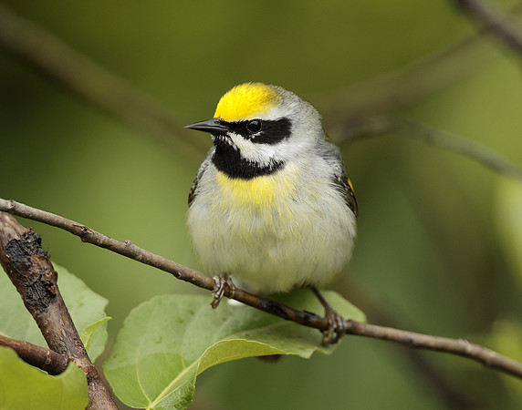 Golden-winged Warbler Vermivora chrysoptera