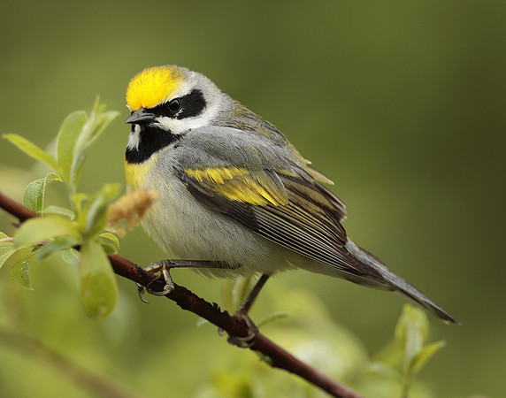 Golden-winged Warbler Vermivora chrysoptera