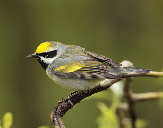 Golden-winged Warbler Vermivora chrysoptera