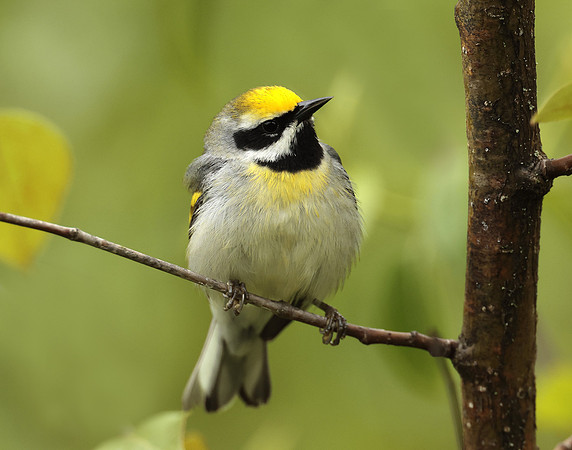 Golden-winged Warbler Vermivora chrysoptera
