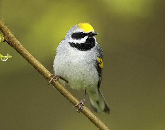 Golden-winged Warbler Vermivora chrysoptera