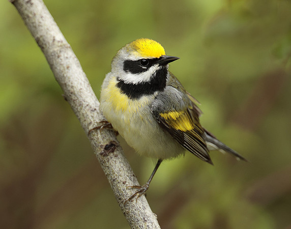Golden-winged Warbler Vermivora chrysoptera