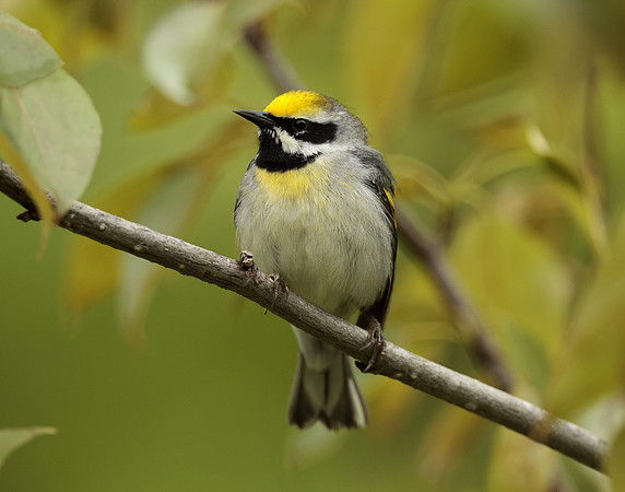Golden-winged Warbler Vermivora chrysoptera