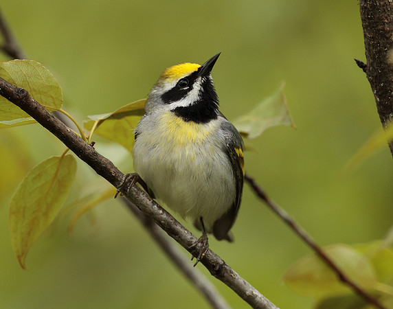 Golden-winged Warbler Vermivora chrysoptera