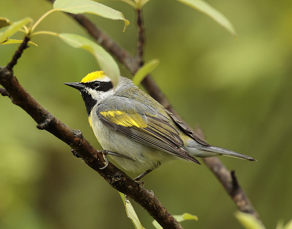 Golden-winged Warbler Vermivora chrysoptera
