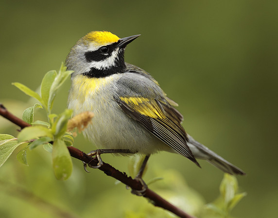 Golden-winged Warbler Vermivora chrysoptera