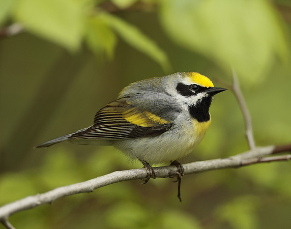 Golden-winged Warbler Vermivora chrysoptera