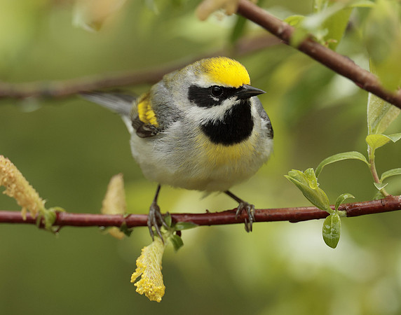 Golden-winged Warbler Vermivora chrysoptera