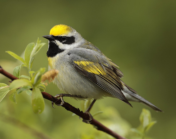 Golden-winged Warbler Vermivora chrysoptera