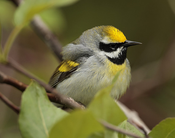 Golden-winged Warbler Vermivora chrysoptera