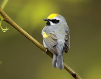 Golden-winged Warbler Vermivora chrysoptera