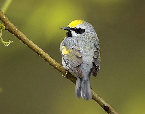 Golden-winged Warbler Vermivora chrysoptera