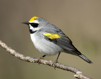 Golden-winged Warbler Vermivora chrysoptera
