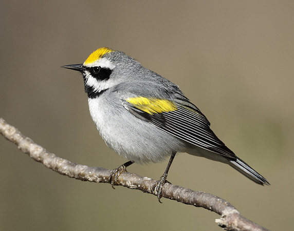 Golden-winged Warbler Vermivora chrysoptera