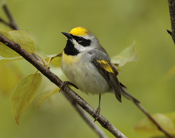 Golden-winged Warbler Vermivora chrysoptera