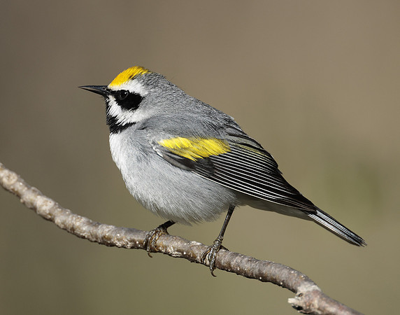 Golden-winged Warbler Vermivora chrysoptera