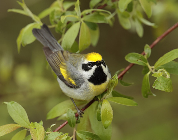 Golden-winged Warbler Vermivora chrysoptera