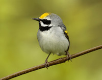 Golden-winged Warbler Vermivora chrysoptera
