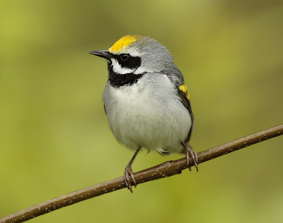 Golden-winged Warbler Vermivora chrysoptera