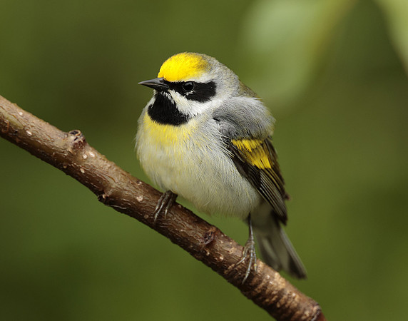 Golden-winged Warbler Vermivora chrysoptera