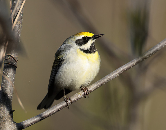 Golden-winged Warbler Vermivora chrysoptera