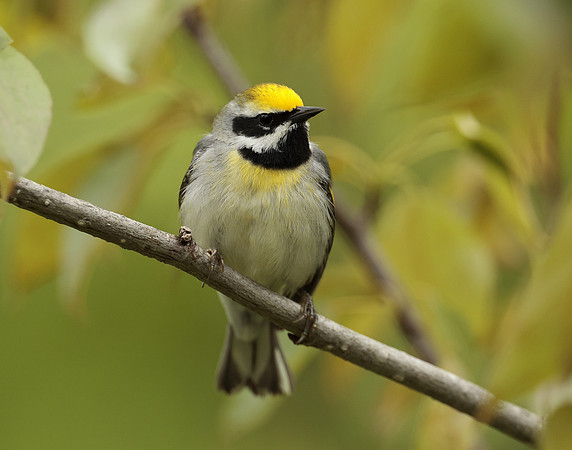 Golden-winged Warbler Vermivora chrysoptera