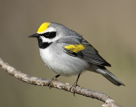 Golden-winged Warbler Vermivora chrysoptera