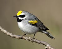 Golden-winged Warbler Vermivora chrysoptera