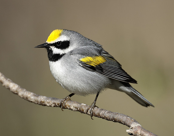 Golden-winged Warbler Vermivora chrysoptera