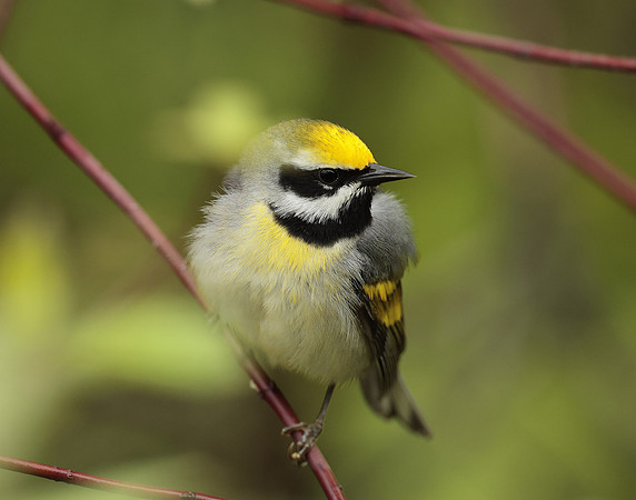 Golden-winged Warbler Vermivora chrysoptera