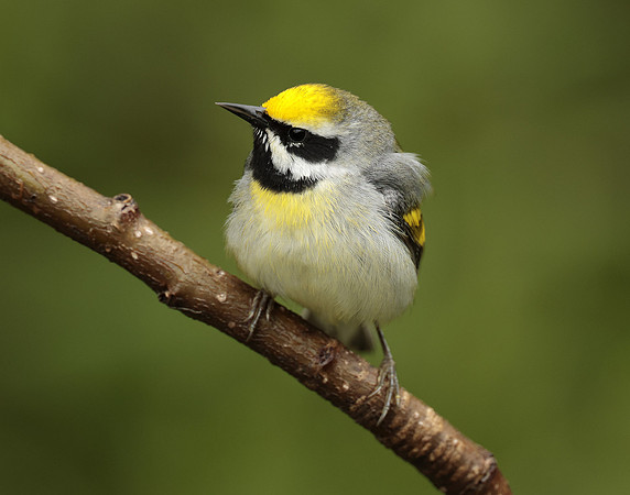 Golden-winged Warbler Vermivora chrysoptera