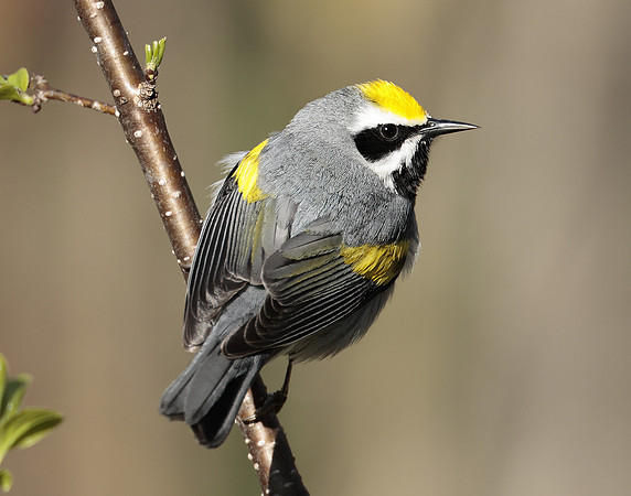 Golden-winged Warbler Vermivora chrysoptera